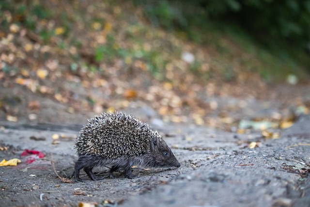 骑士的防守 骑士的防守